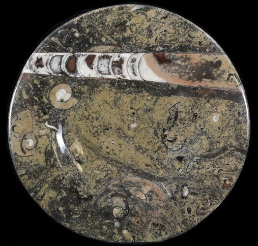 Fossil Orthoceras & Goniatite Plate - Stoneware #40524